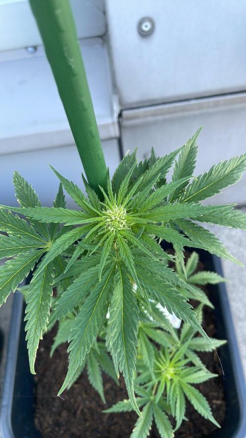 Cream Mandarine XL Auto®. Week 7