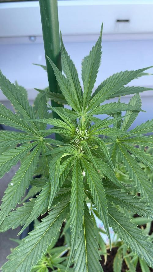Permanent Marker XL Auto - Outdoor 26. Week 7