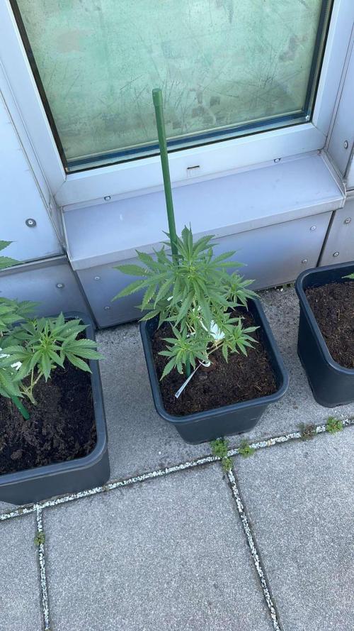 Permanent Marker XL Auto - Outdoor 26. Week 7