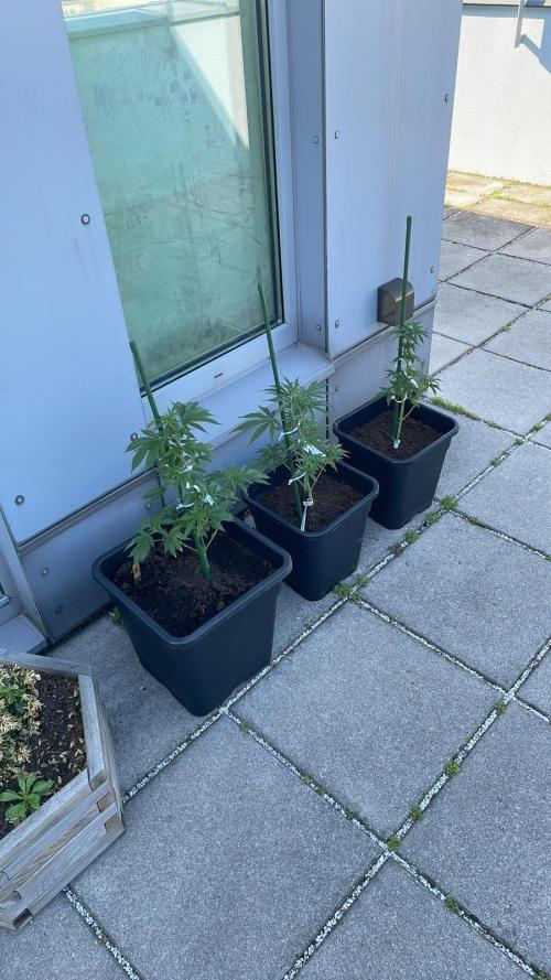 Permanent Marker XL Auto - Outdoor 26. Week 7