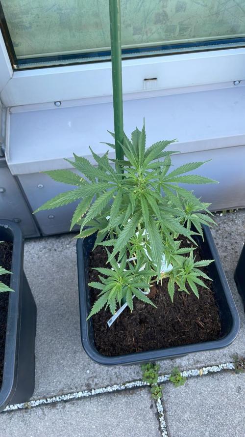 Permanent Marker XL Auto - Outdoor 26. Week 7