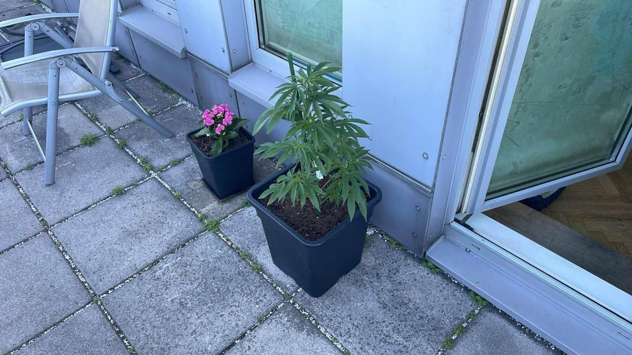 Super Boof #LeaflyStrain24 - Outdoor 26. Week 8