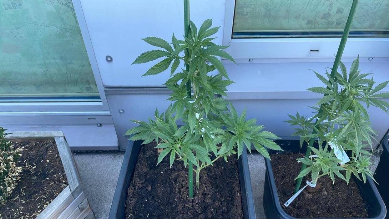 Hash Burger #LeaflyStrain25 - Outdoor 26. Week 8