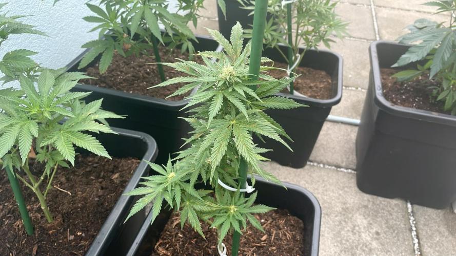 Cream Mandarine XL Auto®. Week 8