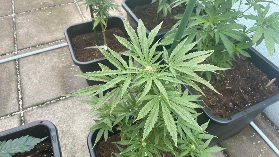 Permanent Marker XL Auto - Outdoor 26. Week 8