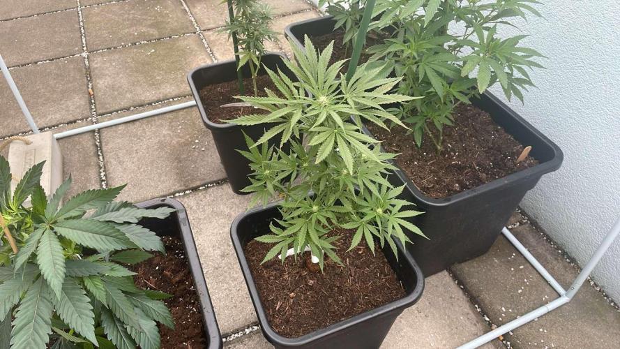 Permanent Marker XL Auto - Outdoor 26. Week 8