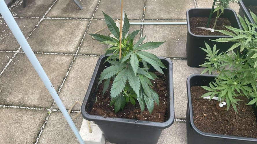 Growmix. Week 4