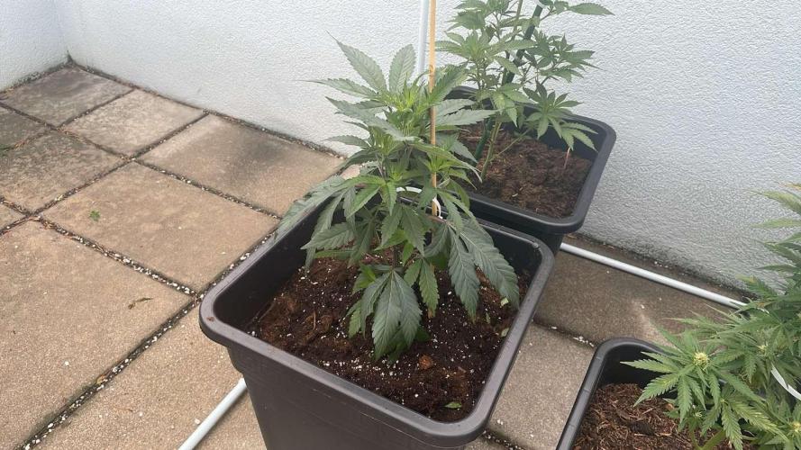 Growmix. Week 4