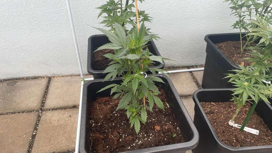 Kush Mints - Outdoor 26. Week 4