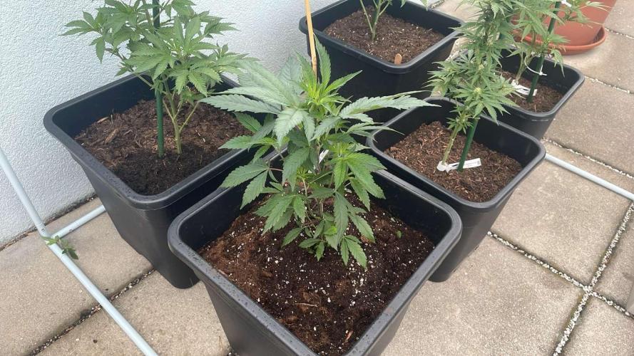 Kush Mints - Outdoor 26. Week 4 - arrived today