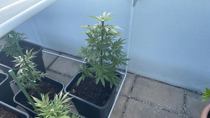 Super Boof #LeaflyStrain24 - Outdoor 26. Week 9