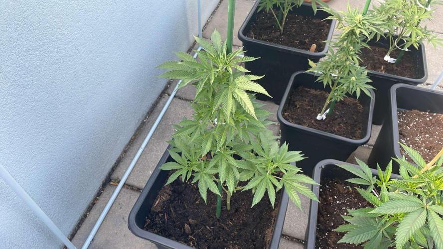 Hash Burger #LeaflyStrain25 - Outdoor 26. Week 9