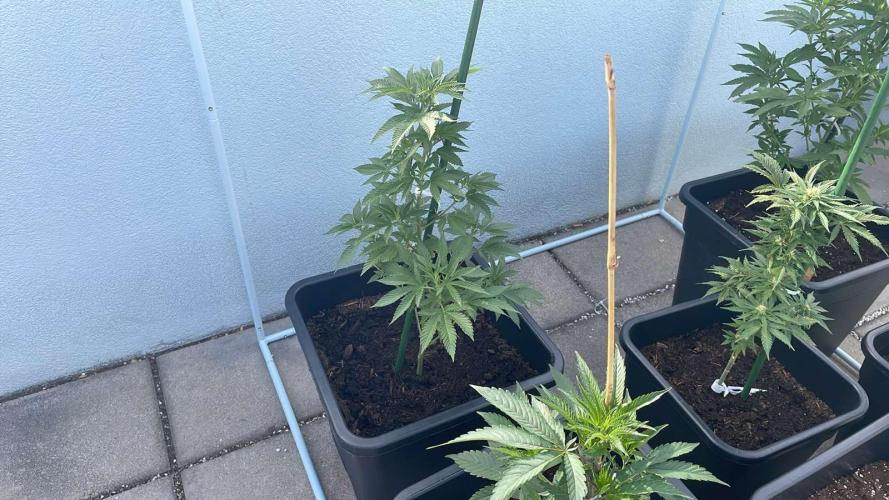 Hash Burger #LeaflyStrain25 - Outdoor 26. Week 9