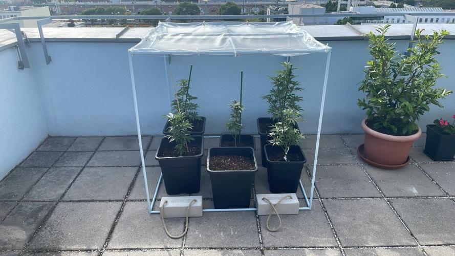 Hash Burger #LeaflyStrain25 - Outdoor 26. Week 9