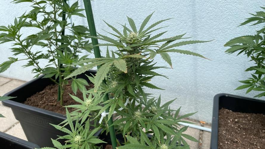 Permanent Marker XL Auto - Outdoor 26. Week 9