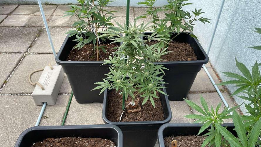 Permanent Marker XL Auto - Outdoor 26. Week 9