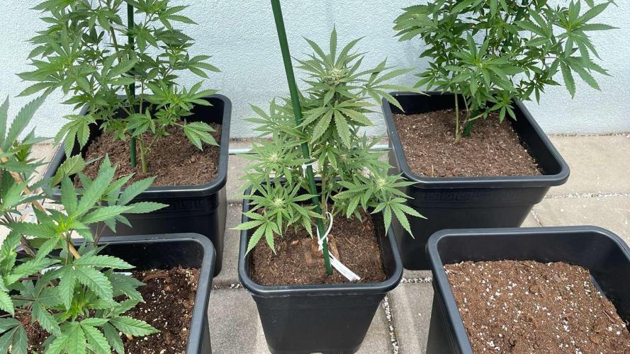 Permanent Marker XL Auto - Outdoor 26. Week 9