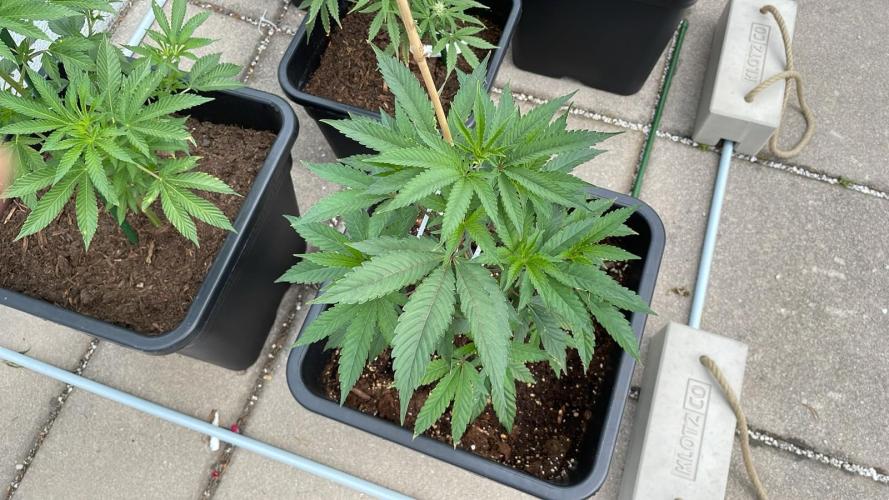 Kush Mints - Outdoor 26. Week 5
