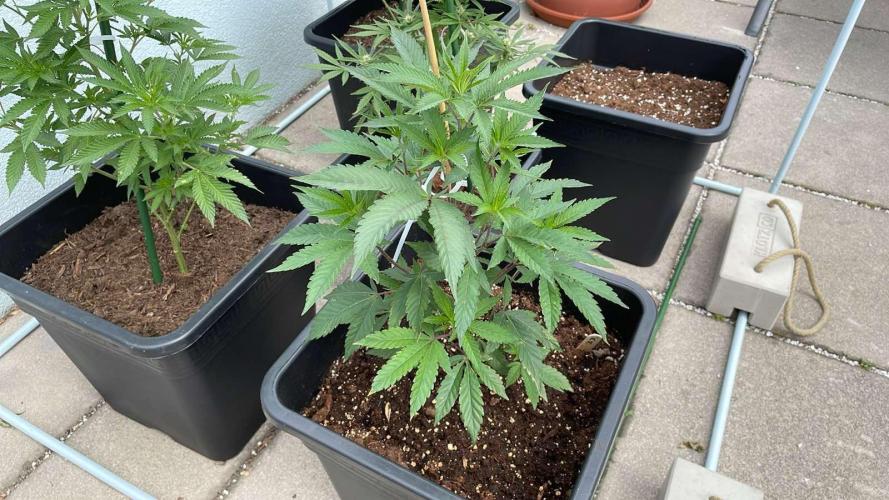 Kush Mints - Outdoor 26. Week 5
