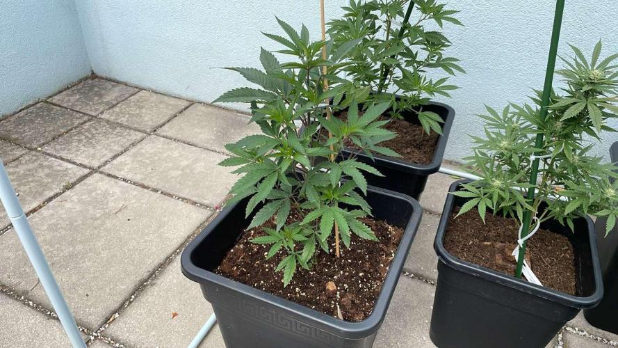 Kush Mints - Outdoor 26. Week 5