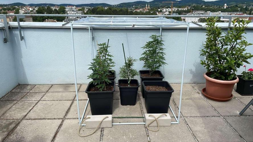 Kush Mints - Outdoor 26. Week 5
