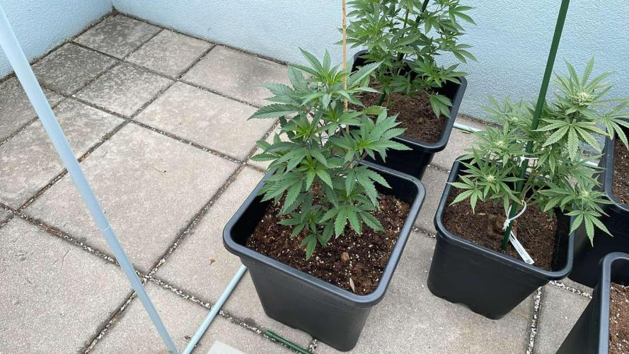 Kush Mints - Outdoor 26. Week 5