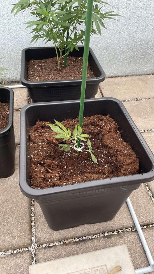 Zoap - Outdoor 26. Week 2