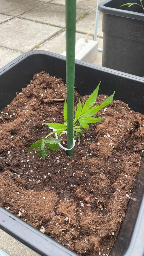 Zoap - Outdoor 26. Week 2
