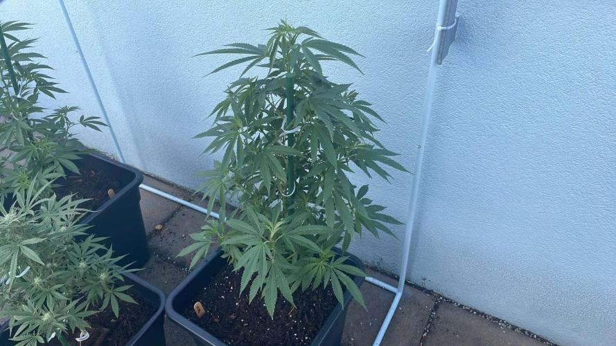 Super Boof #LeaflyStrain24 - Outdoor 26. Week 10