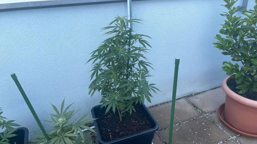 Super Boof #LeaflyStrain24 - Outdoor 26. Week 10