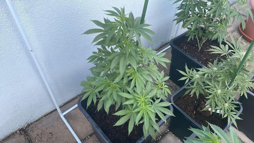 Hash Burger #LeaflyStrain25 - Outdoor 26. Week 10