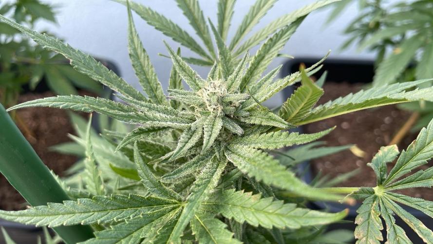 Permanent Marker XL Auto - Outdoor 26. Week 10