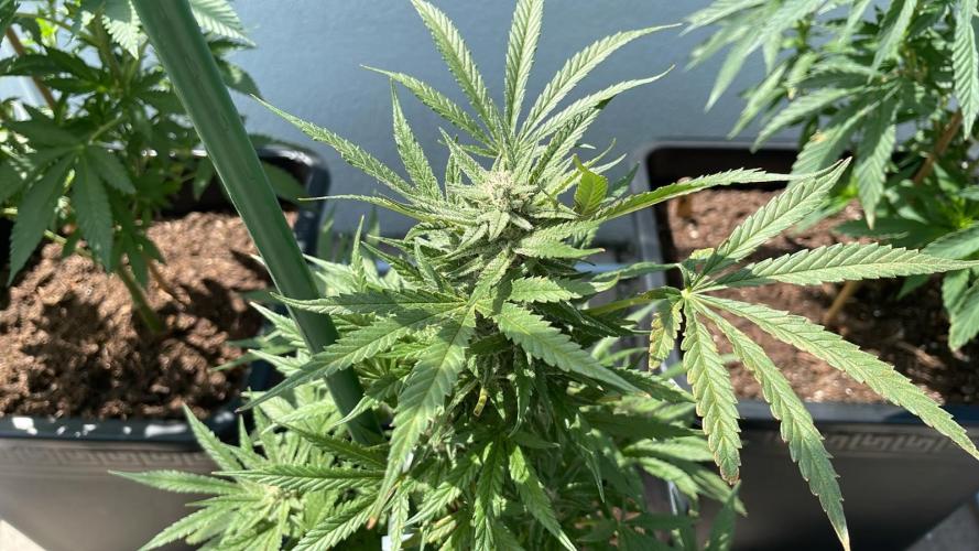 Permanent Marker XL Auto - Outdoor 26. Week 10
