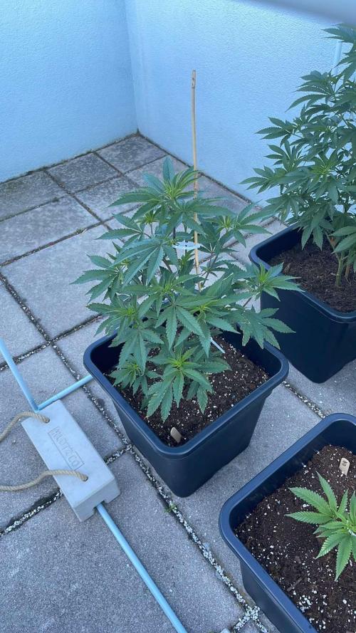 Growmix. Week 6