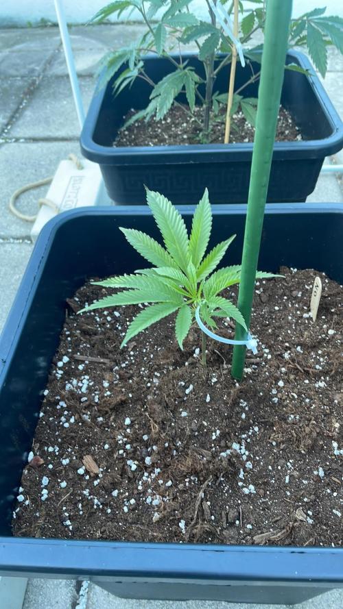Zoap - Outdoor 26. Week 3