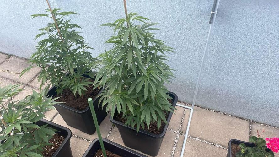 Super Boof #LeaflyStrain24 - Outdoor 26. Week 11