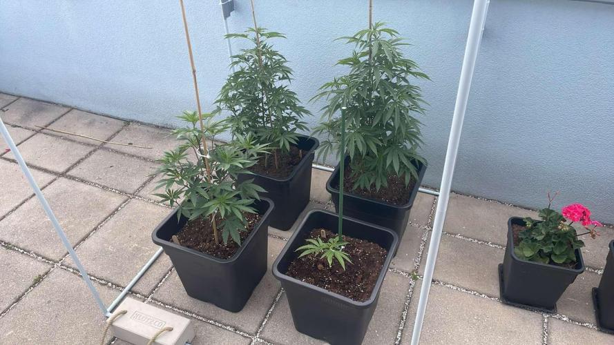 Super Boof #LeaflyStrain24 - Outdoor 26. Week 11