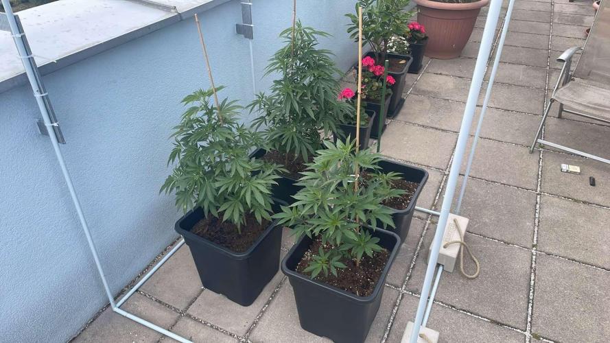 Hash Burger #LeaflyStrain25 - Outdoor 26. Week 11