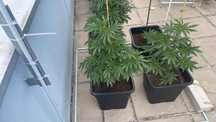 Hash Burger #LeaflyStrain25 - Outdoor 26. Week 11