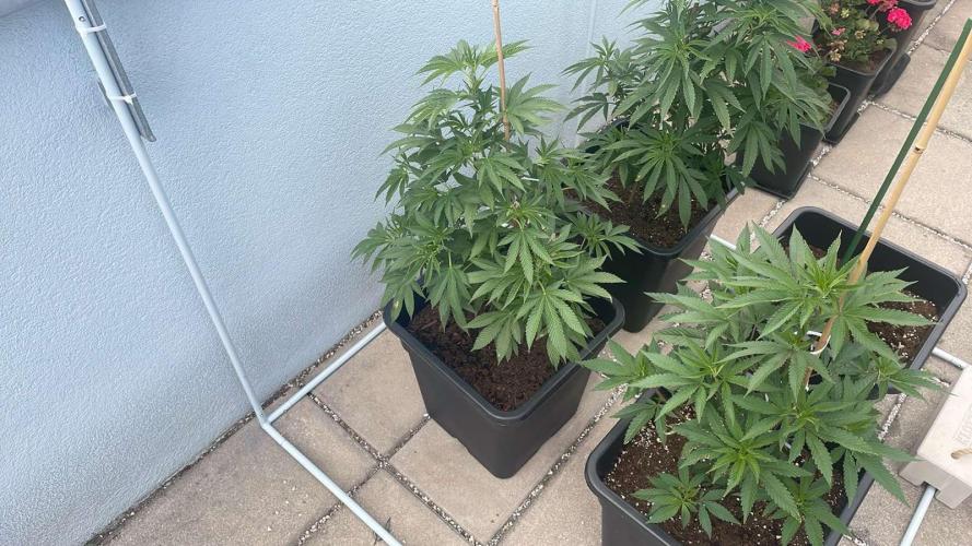 Hash Burger #LeaflyStrain25 - Outdoor 26. Week 11
