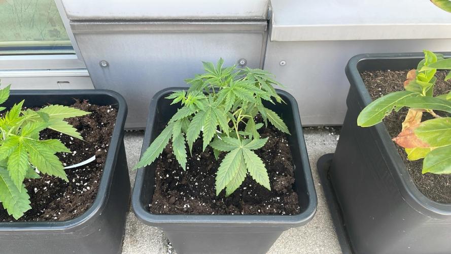 Super Boof XL Auto. Week 4
