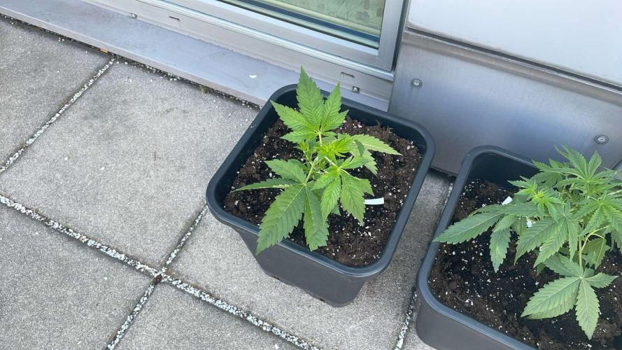 Z42. Week 4