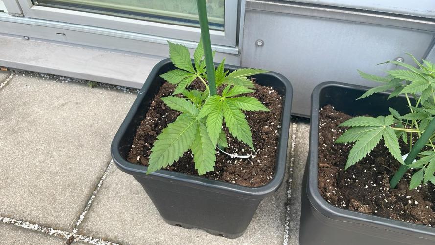Candy Fumez x Z 3.0 - Outdoor 26. Week 4