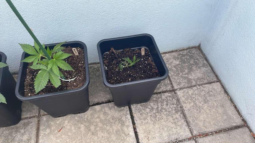 Zoap. Week 2