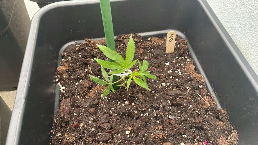 Zoap. Week 2