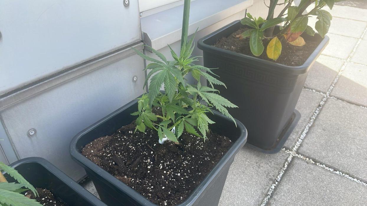 Candy Apples Auto - Outdoor 26. Week 4