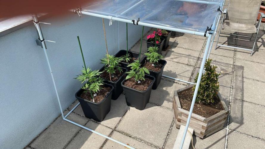 Candy Apples Auto - Outdoor 26. Week 5