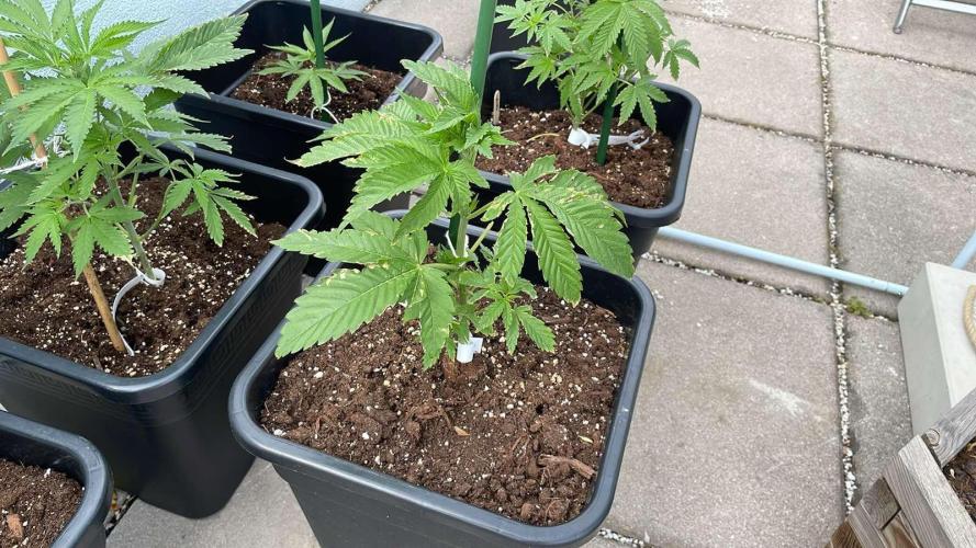 Z42. Week 5