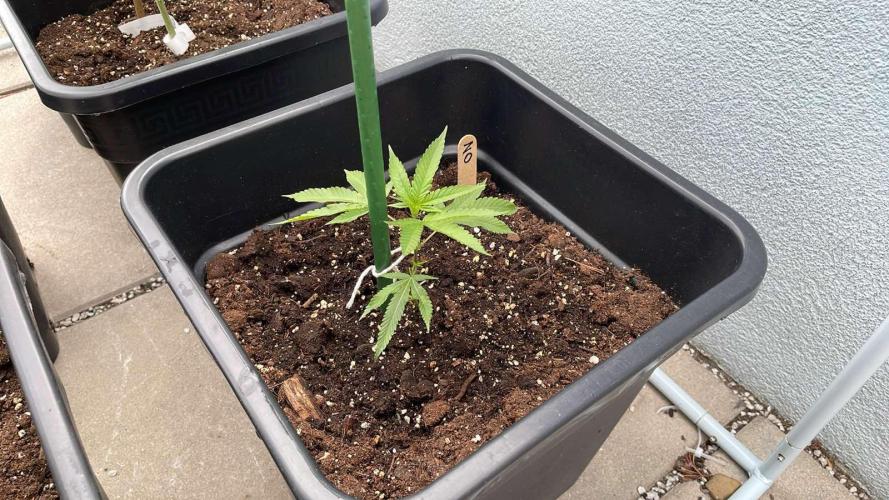 Zoap. Week 3