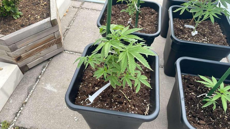 Super Boof XL Auto - Outdoor 26. Week 5